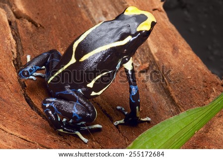 poison dart frog yellow back dendrobates tinctorius in the Amazon rain forest this poisonous animal lives from tropical rain forest of Brazil, suriname and French guyana