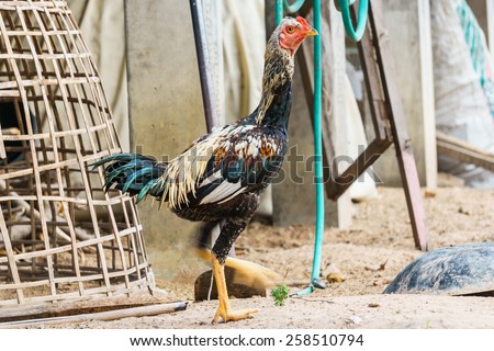 fighting cock standing on ground