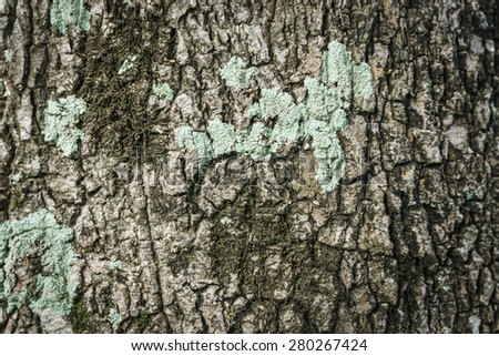 tree bark texture, tree bark background and pattern