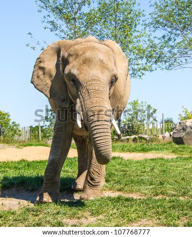 Elephant # 4