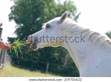 A white pony eating grass from the hand.
