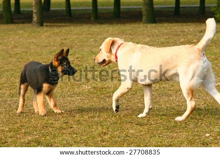 golden retriever puppy playing. shepherd puppy playing