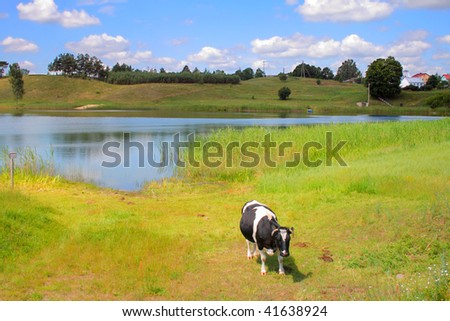 Cow standing at the meadow with a lake and hill in background