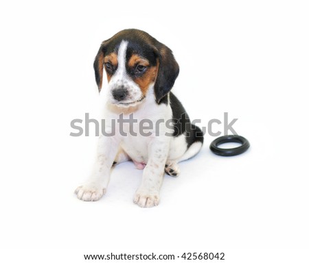 [Obrazek: stock-photo-cute-tri-colored-beagle-pupp...568042.jpg]