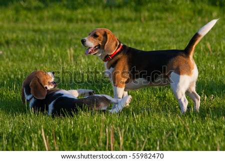 Happy beagle dogs in a park
