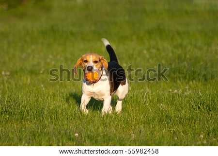 Happy beagle dog plays with a ball in a park