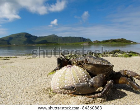 Big crab with sea urchin on the beach