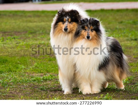 Two Rough collies ahead are on the grass in the park.