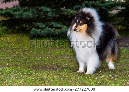 Rough Collie stands on the grass in the park and looks ahead.