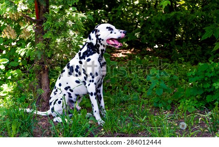 Dalmatian in forest. The Dalmatian is on the green grass.