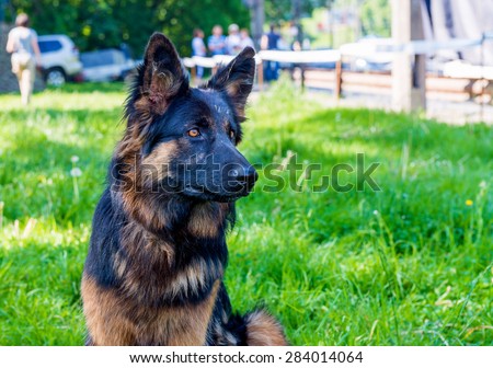 German shepherd black and brown. The German shepherd is on the green grass.