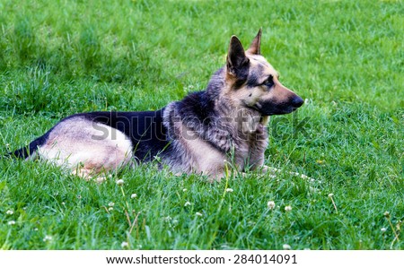 German shepherd lies. The German shepherd is on the green grass.