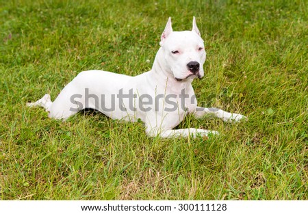 American Staffordshire Terrier lies. The American Staffordshire Terrier is on the grass.