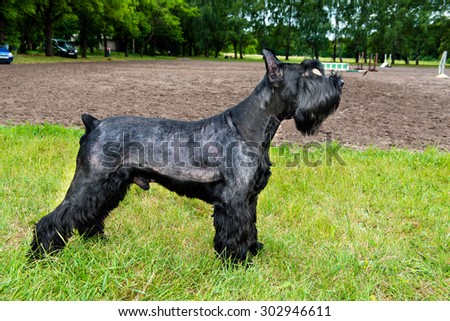 Giant schnauzer profile. The Giant schnauzer is on the grass in the park.
