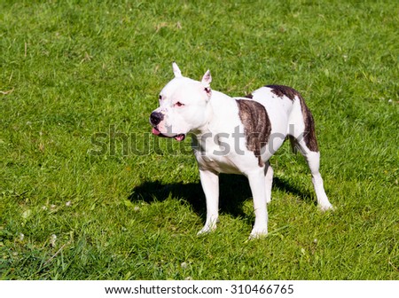 The American Staffordshire Terrier ready. The American Staffordshire Terriers are on the grass in the park.