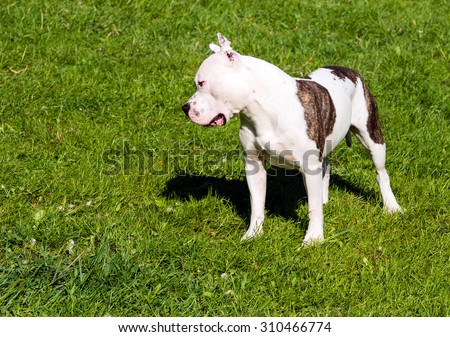 The American Staffordshire Terrier plays. The American Staffordshire Terriers are on the grass in the park.