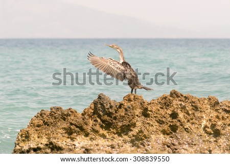 Cormorant on his natural environment shaking his wings on a rock. A funny looking moment.