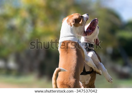 Two dogs in a park against each other. A beautiful face to face moment of two dogs playing.