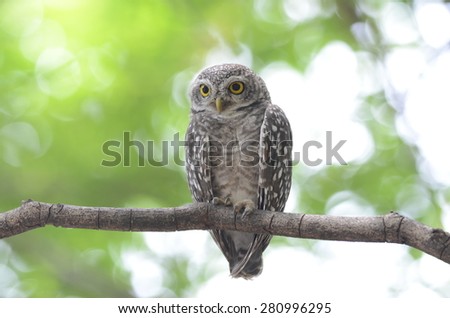 Asian Barred Owlet (Glaucidium cuculoides) is a species of true owl.