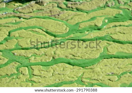 Algae polluted water