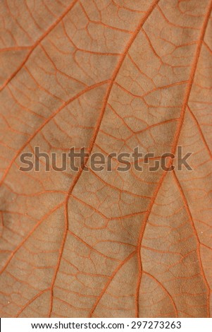 Copper Leaf : Under Leaf of Bauhinia Aureifolia or Golden Leaves Liana (Very Soft Focus and Edge Blurry) - Abstract Texture Background