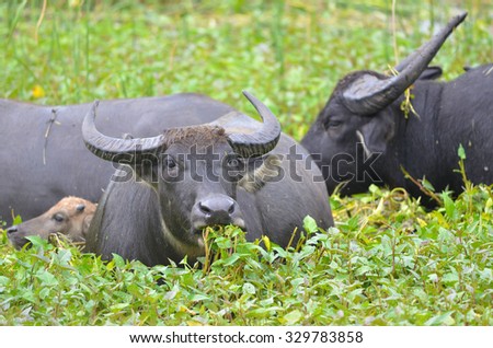 The water buffalo or domestic Asian water buffalo (Bubalus bubalis)