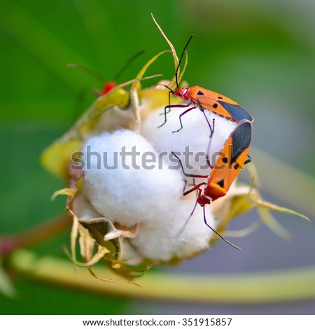 cotton stainers are mating on  cotton plant
