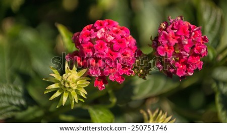 Twin Red Flowers