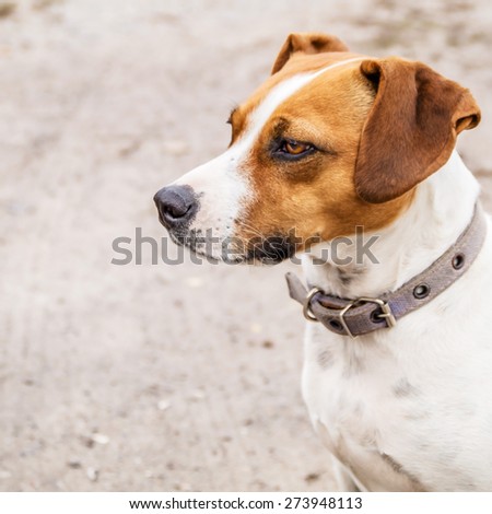 portrait of muzzle dog close up background