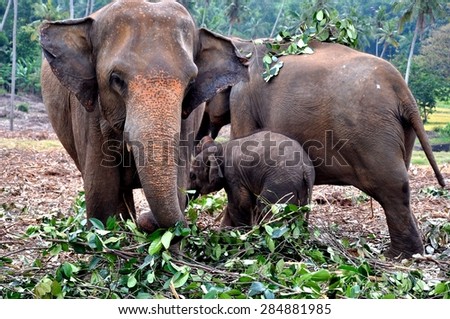 Family of three elephants breakfast branches