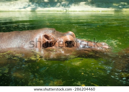 The face body part of hippo holding head above water.