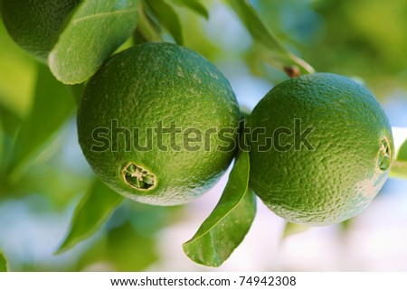 Close up shoot of lime on a lime tree
