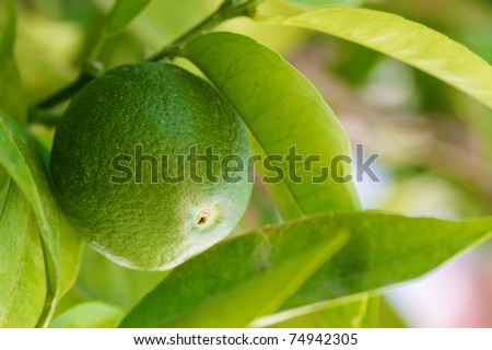 Close up shoot of lime on a lime tree