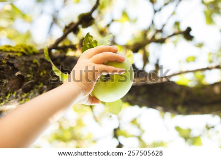 Child hand picking green apple from a tree in summer