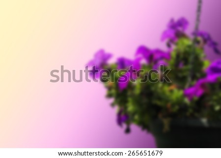 Blurred background of purple spring flowers in flowerpot hanging  at blurry soft abstract background from pink to yellow with space for text