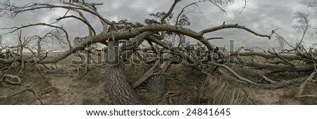 Dead Tree Panorama