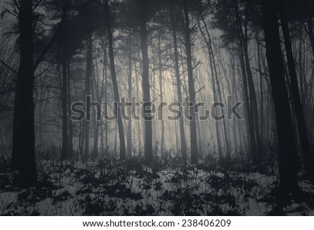 dark misty forest with fog in winter