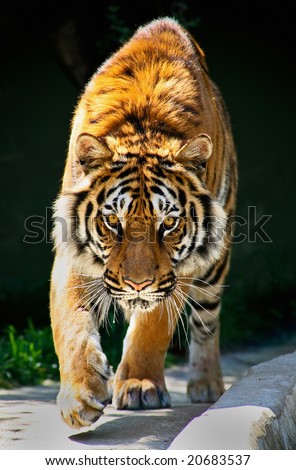 tiger walking toward me and staring eyes to eyes Tiger Panthera tigris altaica