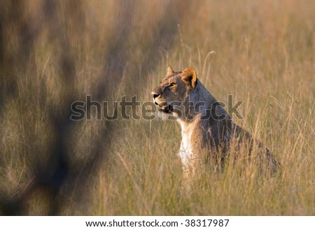 Female lion ready to hunt