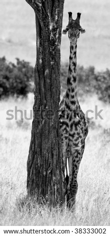 Black and white image of african giraffe