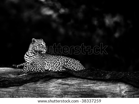 Black and white image of leopard in habitat