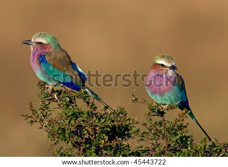 Lilac-breatsed Roller birds in habitat(Coracias caudatus), Masai Mara, Kenya