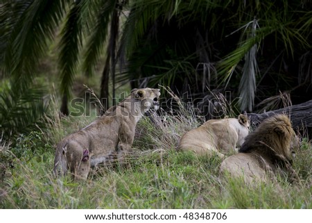 Lions family. Masai-Mara