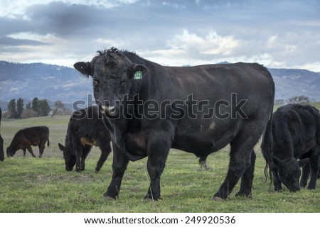 Side view of a Black Angus bull with his herd, looking at camera. Scenic background