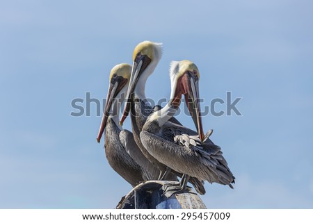 Detailed shot of 3 (three) brown Pelicans against the blue sky. Two Pelicans looking forward, one looking back while grooming.