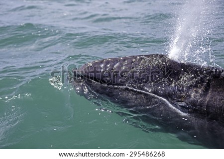Detailed head shot of a young gray whale blowing. Eye visible from slightly under water, looking at camera.  Feeling of sharing a space with an intelligent creature.