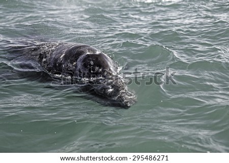 Close up of a young gray whale approaching head-on to have a look.  Detail of head. Green-ish sea.