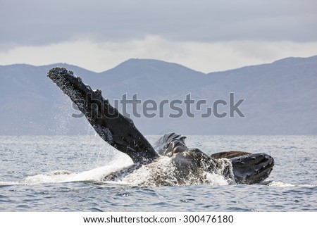 Humpback Whale with huge pectoral fin raised, lunge-feeding in the Channel Islands National Park, Santa Barbara