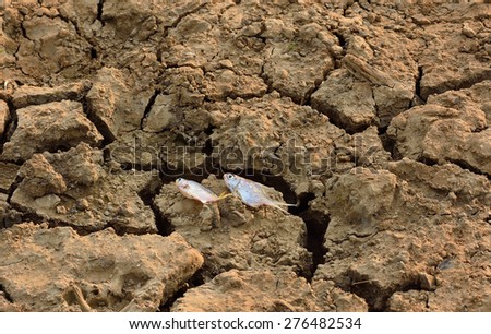 Summer brings dry weather, dry river creatures begin to die and \
Heat , drought parched ground .