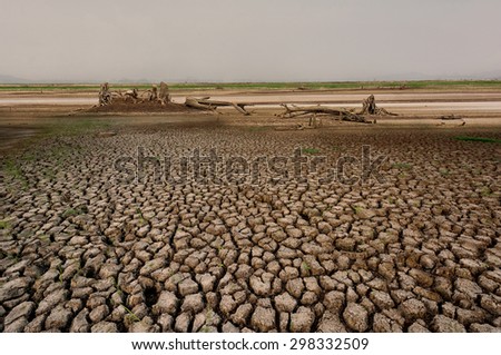 Wood roots on dry river and drought parched ground.